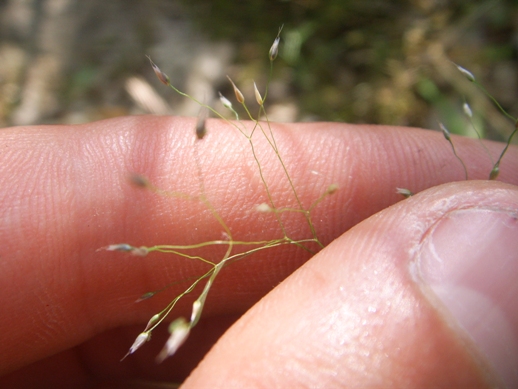 Esile piantina (Poa ?) - no, Aira elegantissima